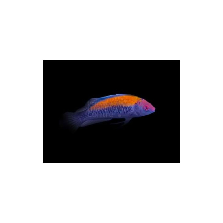 Cirrhilabrus aurantidorsalis - Gold Flash Dwarf Parrot