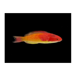 Cirrhilabrus bathyphilus - Red Hooded Dwarf Parrot