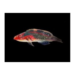 Exquisite Wrasse (Cirrhilabrus exquisitus), värikäs huulikala merivesiakvaarioon