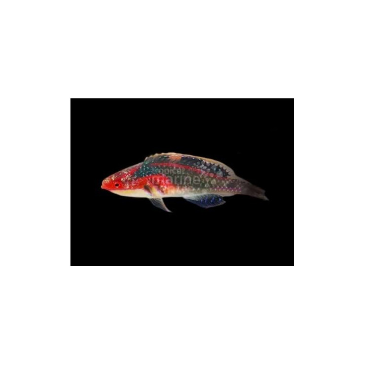 Cirrhilabrus exquisitus - Multicolour Dwarf Parrot