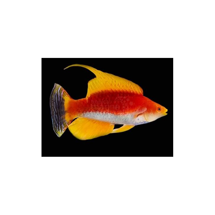 Cirrhilabrus filamentosus - Hi Fin Sword Dwarf Parrot