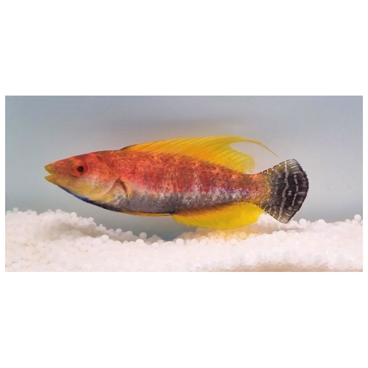 Cirrhilabrus filamentosus - Hi Fin Sword Dwarf Parrot