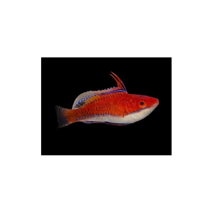 Cirrhilabrus joanallenae - Midnight Seafighter -