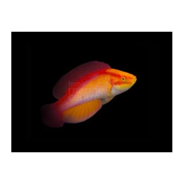 Cirrhilabrus jordani - Hawaiian Flame Dwarf Parrot