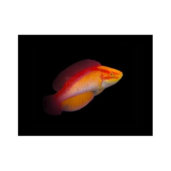 Cirrhilabrus jordani - Hawaiian Flame Dwarf Parrot