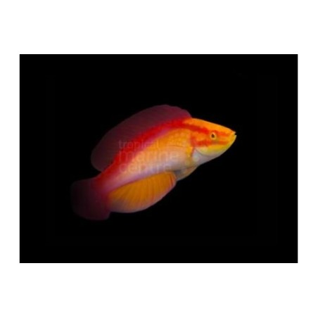 Cirrhilabrus jordani - Hawaiian Flame Dwarf Parrot