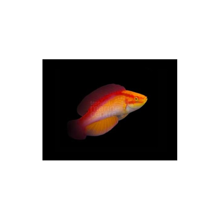 Cirrhilabrus jordani - Hawaiian Flame Dwarf Parrot