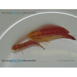 Cirrhilabrus jordani - Hawaiian Flame Dwarf Parrot - pariskunta
