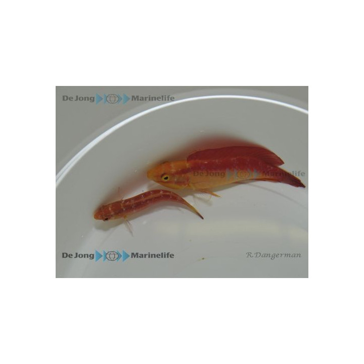 Cirrhilabrus jordani - Hawaiian Flame Dwarf Parrot - pariskunta -