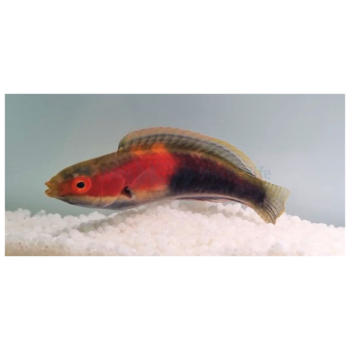 Cirrhilabrus katherinae - Katherine's Dwarf Parrot