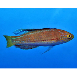Cirrhilabrus katoi - Katoi Fairywrasse - koiras
