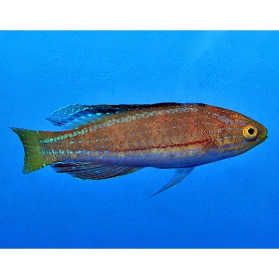 Cirrhilabrus katoi - Katoi Fairywrasse - koiras