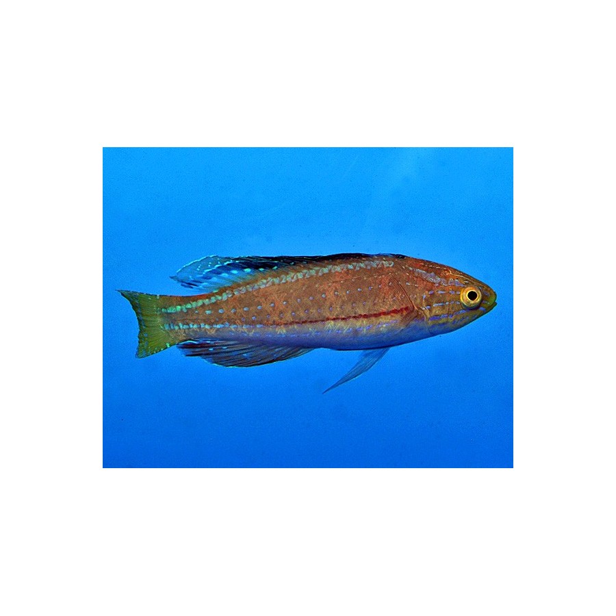 Cirrhilabrus katoi - Katoi Fairywrasse - koiras