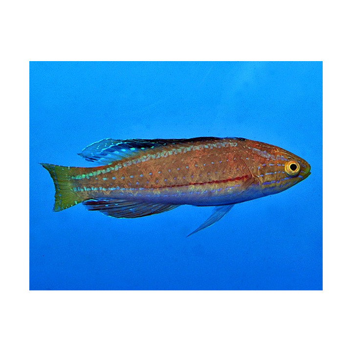 Cirrhilabrus katoi - Katoi Fairywrasse - koiras -