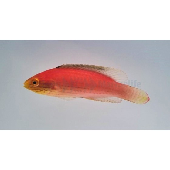 Cirrhilabrus katoi - Katoi Fairywrasse - naaras