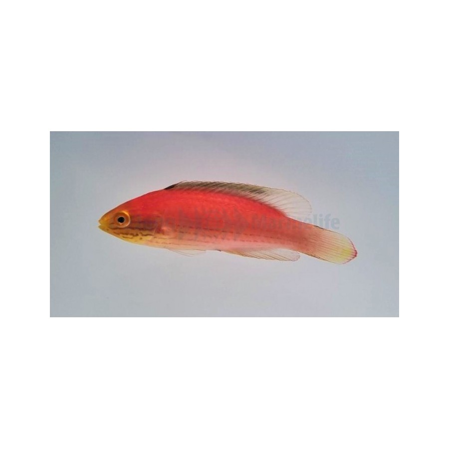 Cirrhilabrus katoi - Katoi Fairywrasse - naaras