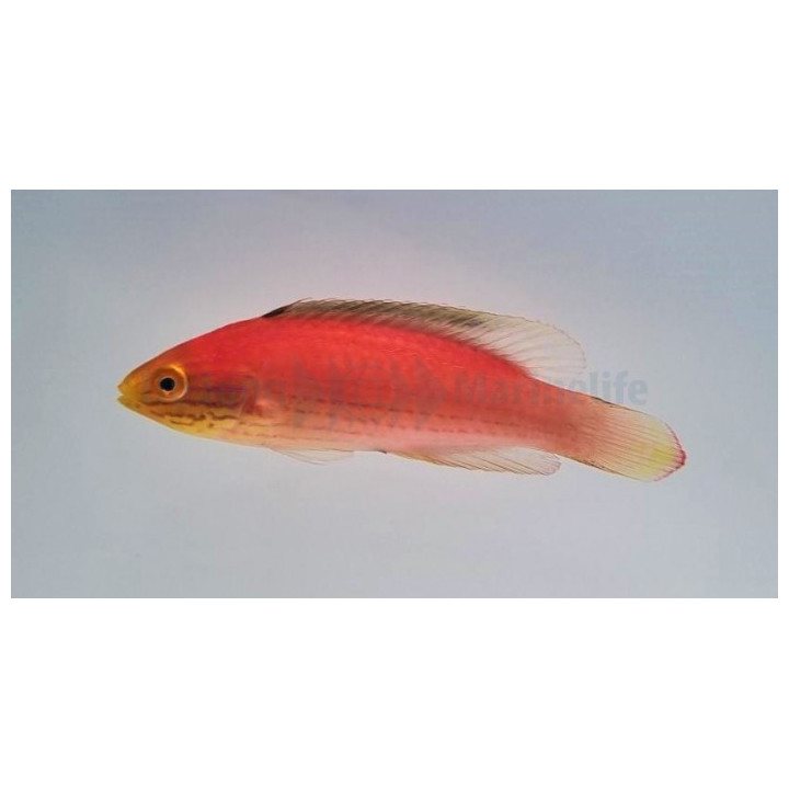 Cirrhilabrus katoi - Katoi Fairywrasse - naaras