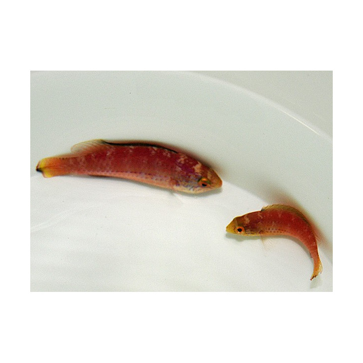 Cirrhilabrus katoi - Katoi Fairywrasse -pariskunta -