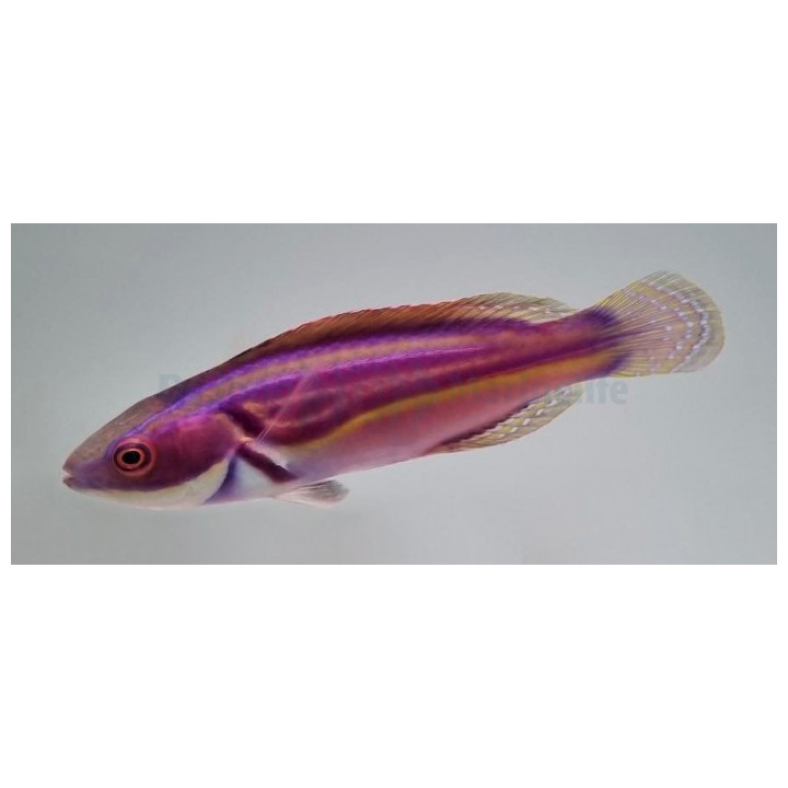 Cirrhilabrus laboutei - Laboute's Fairy Dwarf Parrot