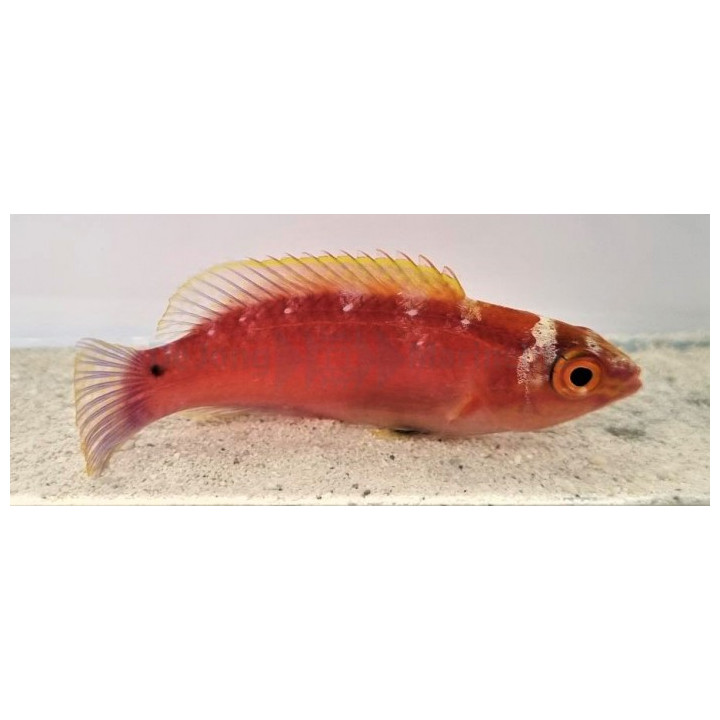 Cirrhilabrus lanceolatus - Red Shimmering Dwarf Parrot - naaras