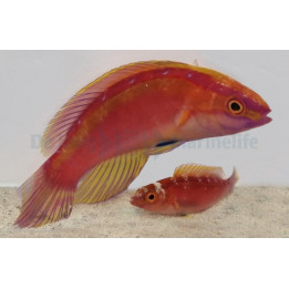 Cirrhilabrus lanceolatus - Red Shimmering Dwarf Parrot - pariskunta