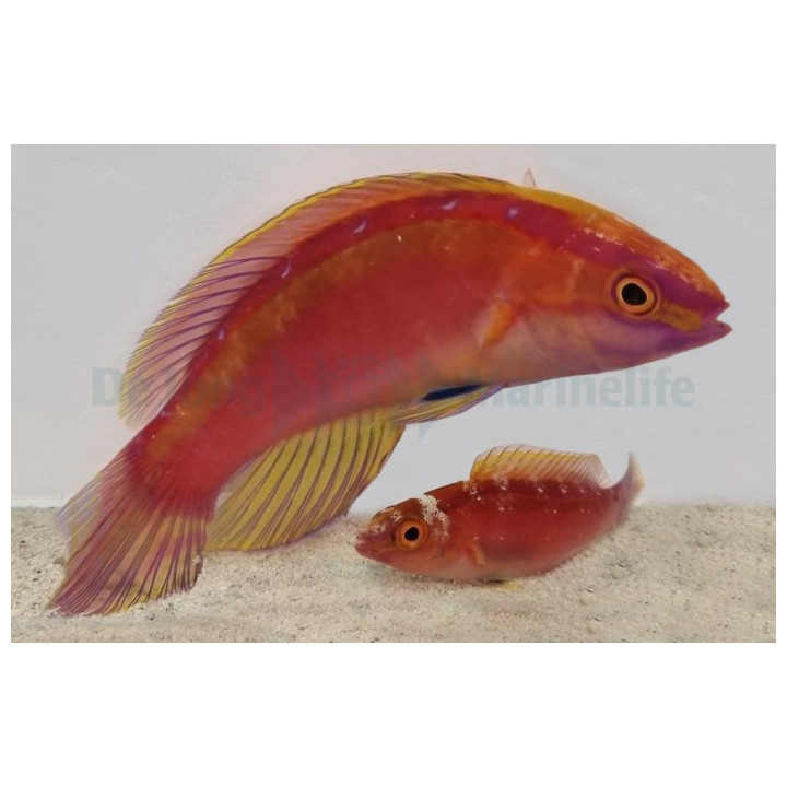 Cirrhilabrus lanceolatus - Red Shimmering Dwarf Parrot - pariskunta
