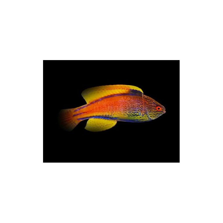 Cirrhilabrus lineatus - Shimmering Dwarf Parrot -