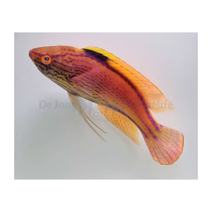 Cirrhilabrus lineatus - Shimmering Dwarf Parrot -