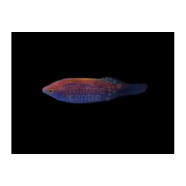 Cirrhilabrus lubbocki - Purple Stripe Dwarf Parrot