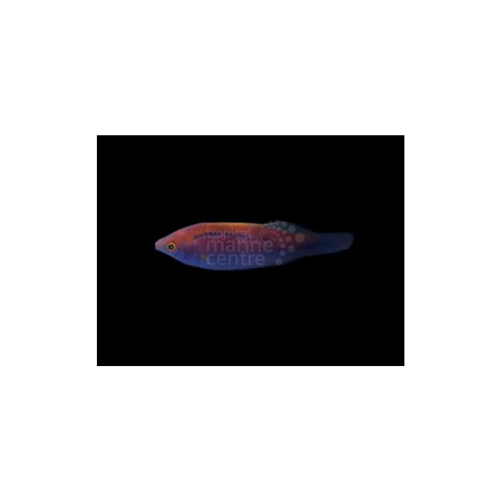 Cirrhilabrus lubbocki - Purple Stripe Dwarf Parrot