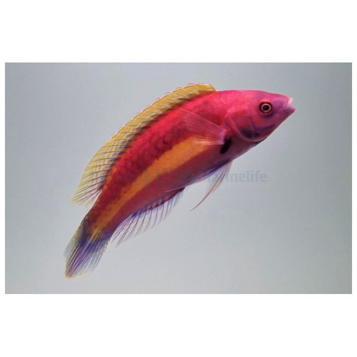 Cirrhilabrus luteovittatus - Yellow Banded Dwarf Parrot - koiras -