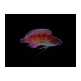 Cirrhilabrus pylei - Shimmer Long Fin Dwarf Parrot
