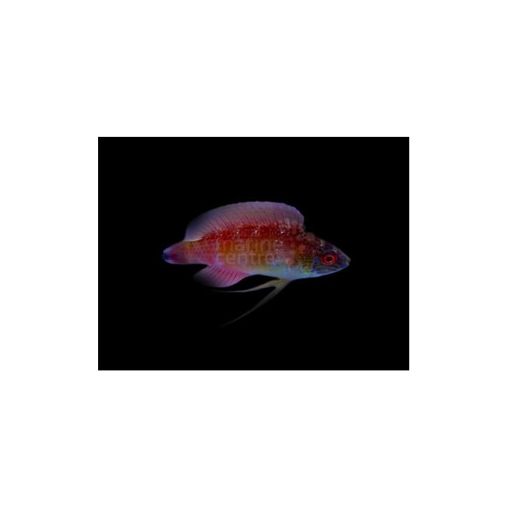 Cirrhilabrus pylei - Shimmer Long Fin Dwarf Parrot