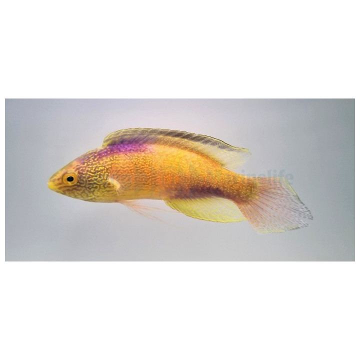 Cirrhilabrus rhomboidalis - Golden Dwarf Parrot - koiras