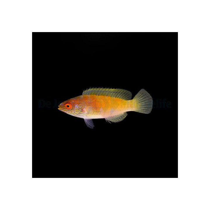 Cirrhilabrus rhomboidalis - Golden Dwarf Parrot - naaras -