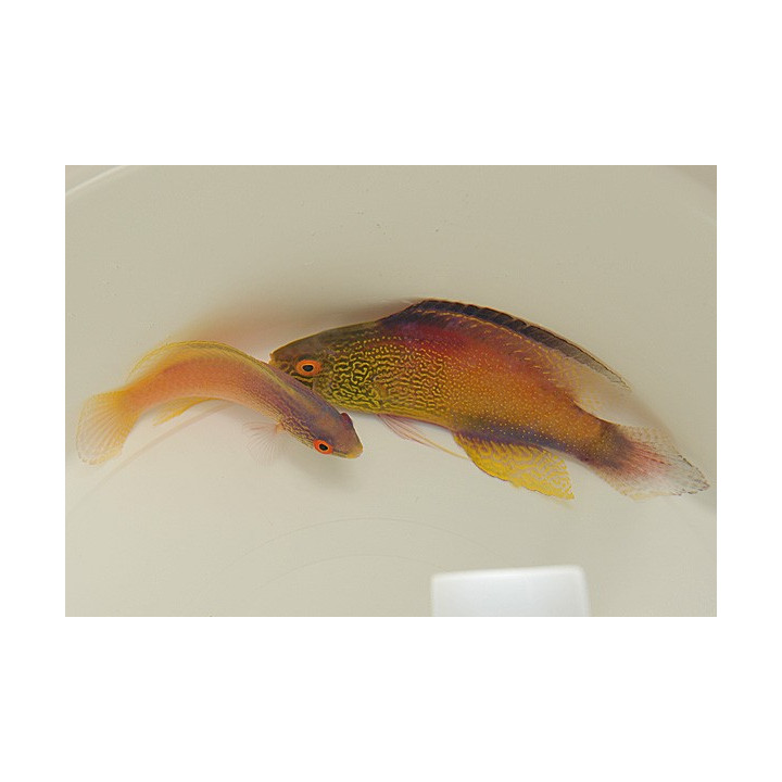 Cirrhilabrus rhomboidalis - Golden Dwarf Parrot - pariskunta