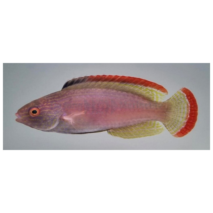 Cirrhilabrus rubrimarginatus - Pink Shimmering Dwarf Parrot