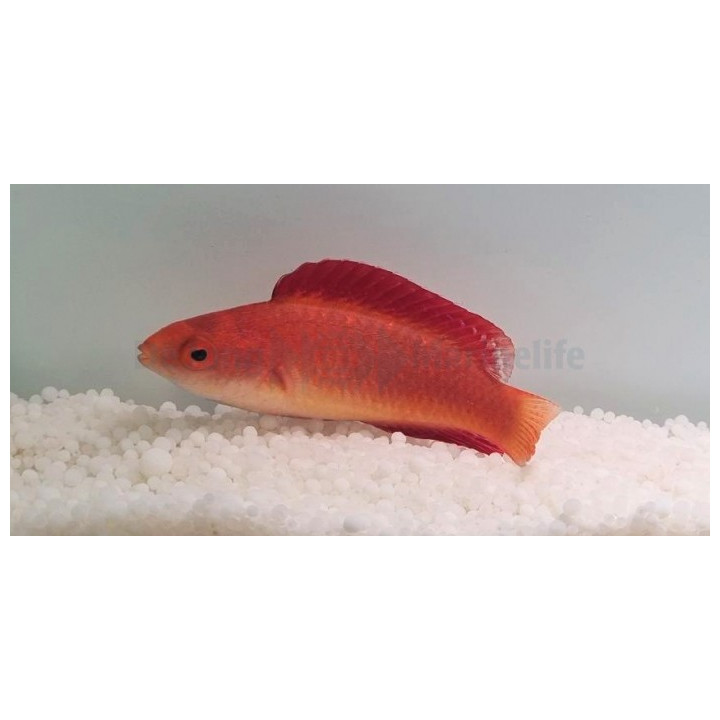 Cirrhilabrus rubripinnis - Red Dwarf Parrot