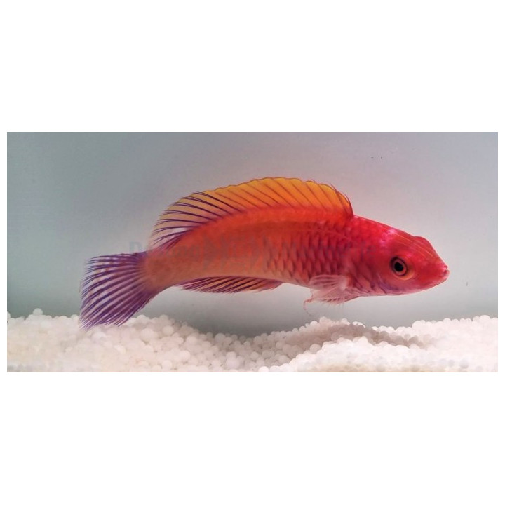 Cirrhilabrus rubrisquamis - Red Fairy Dwarf Parrot