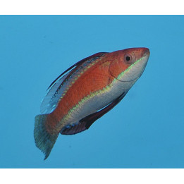 Cirrhilabrus rubriventralis - Dwarf Parrot Seafighter
