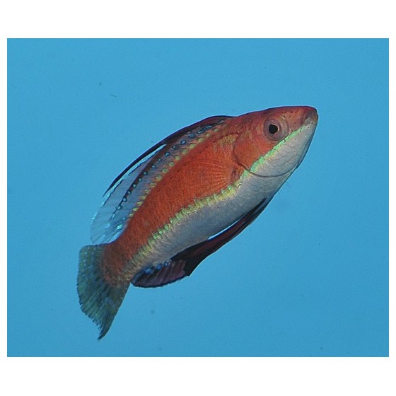 Cirrhilabrus rubriventralis - Dwarf Parrot Seafighter