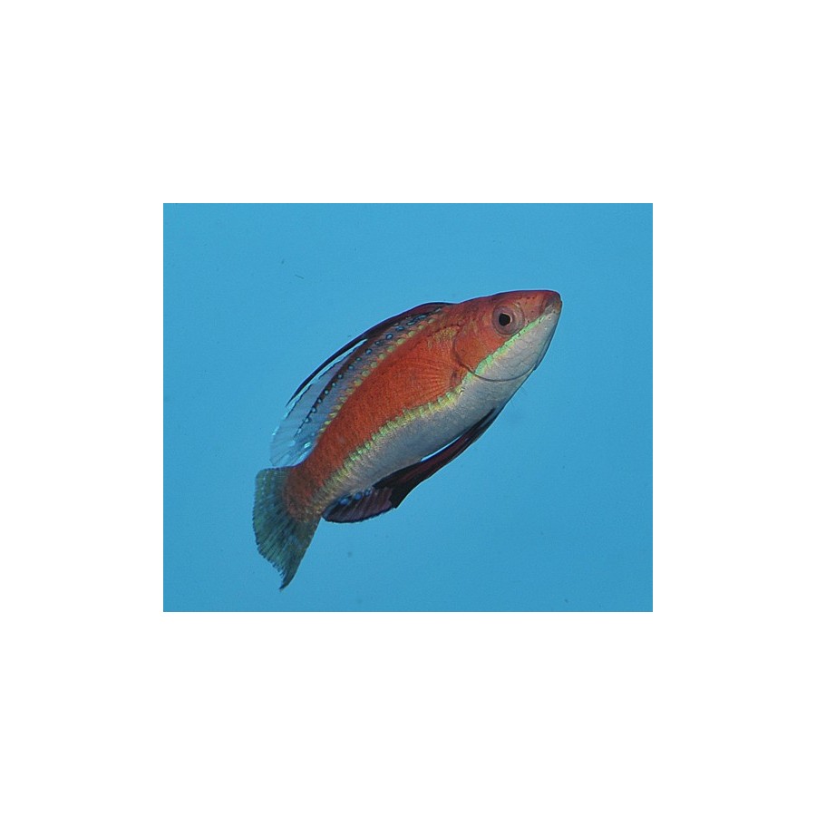 Cirrhilabrus rubriventralis - Dwarf Parrot Seafighter