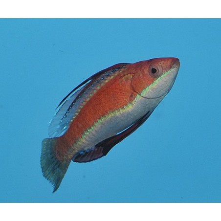 Cirrhilabrus rubriventralis - Dwarf Parrot Seafighter