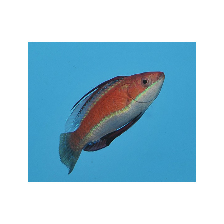 Cirrhilabrus rubriventralis - Dwarf Parrot Seafighter