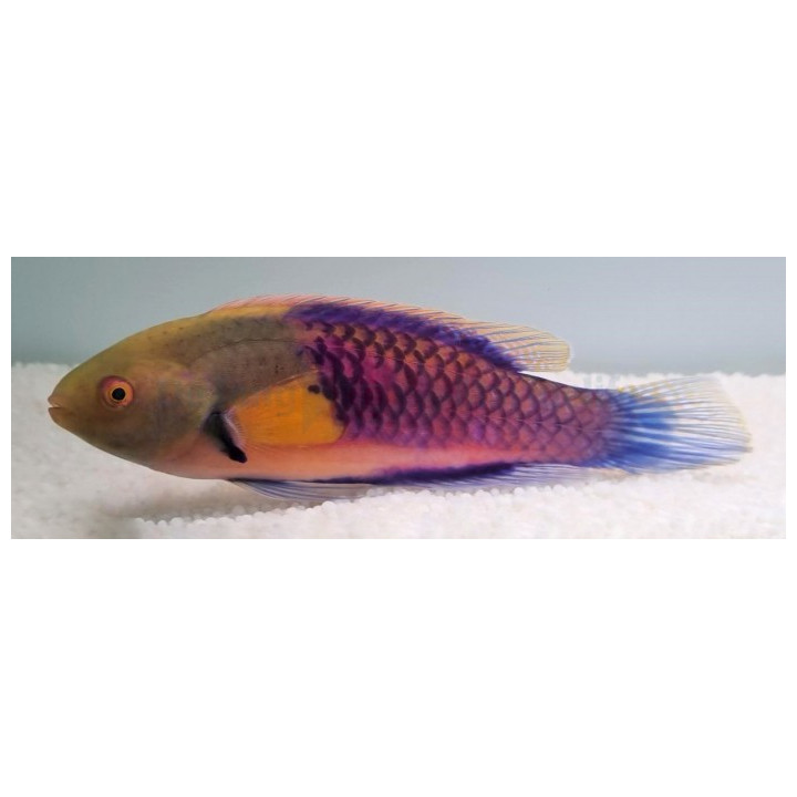 Cirrhilabrus ryukyuensis - Purple Yellow Spot Dwarf Parrot -