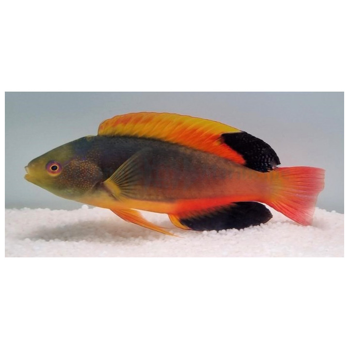 Cirrhilabrus scottorum - Red Patch Velvet Dwarf Parrot