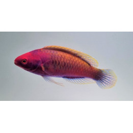 Cirrhilabrus solorensis