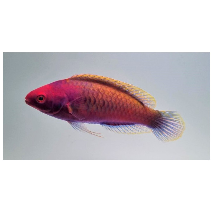 Cirrhilabrus solorensis
