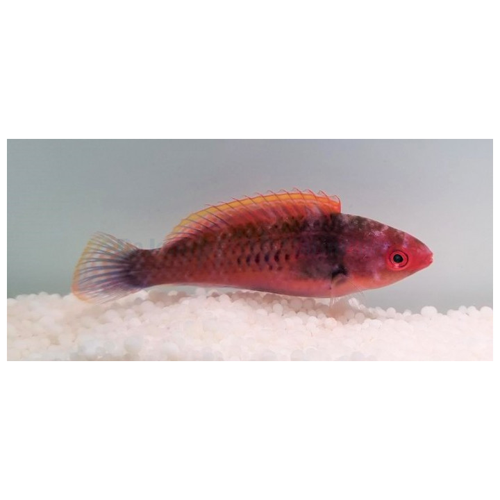Cirrhilabrus solorensis