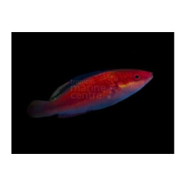 Cirrhilabrus sp. - Black Fin Dwarf Parrot - Coral Sea
